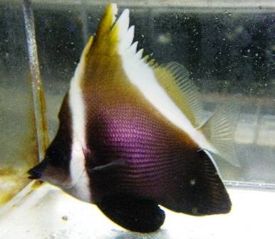 Humphead Bannerfish - Fiji